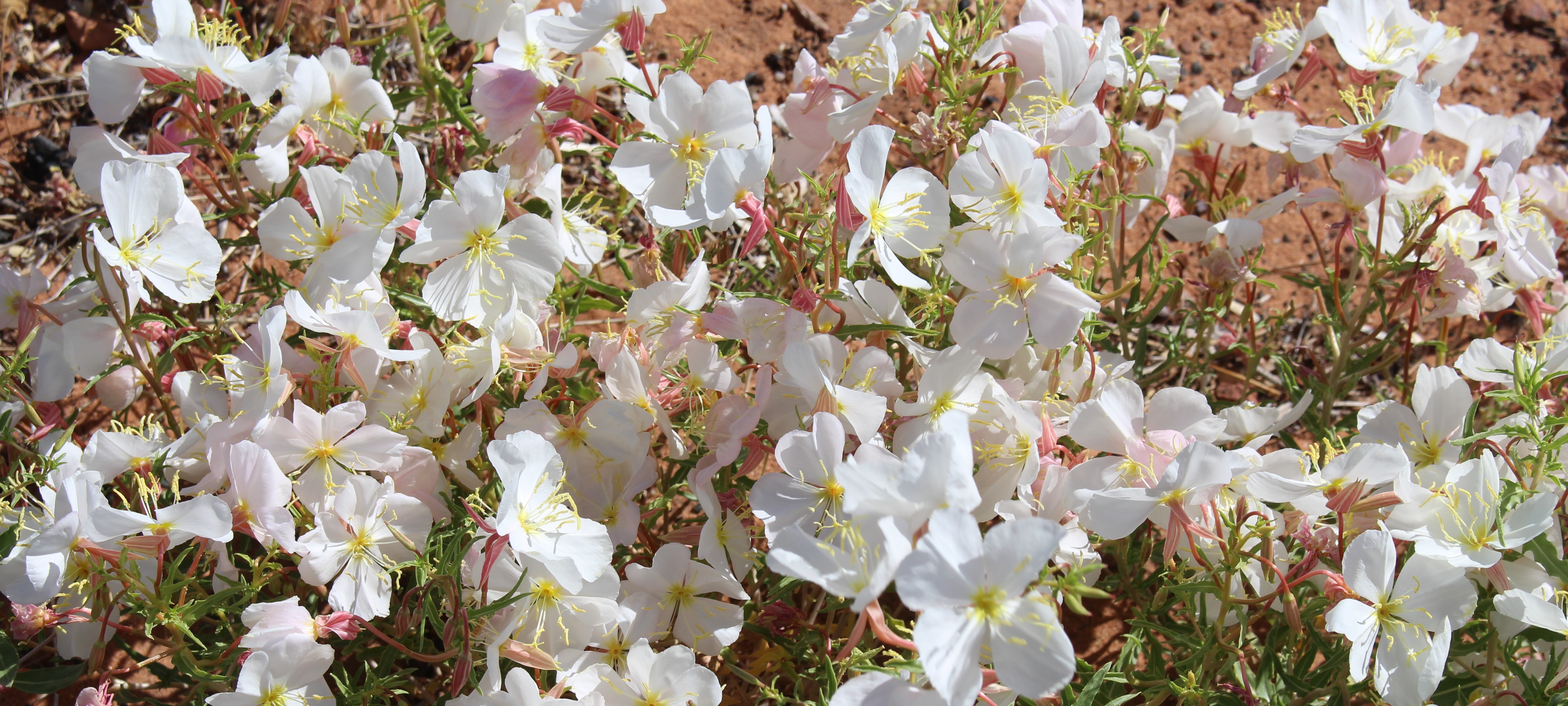 Spring Season 2026 Begins at Glen Canyon National Recreation Area