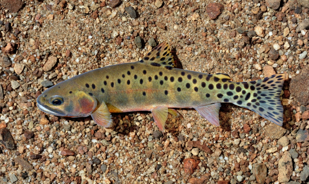 Lower Sand Creek corridor to close temporarily for native trout restoration