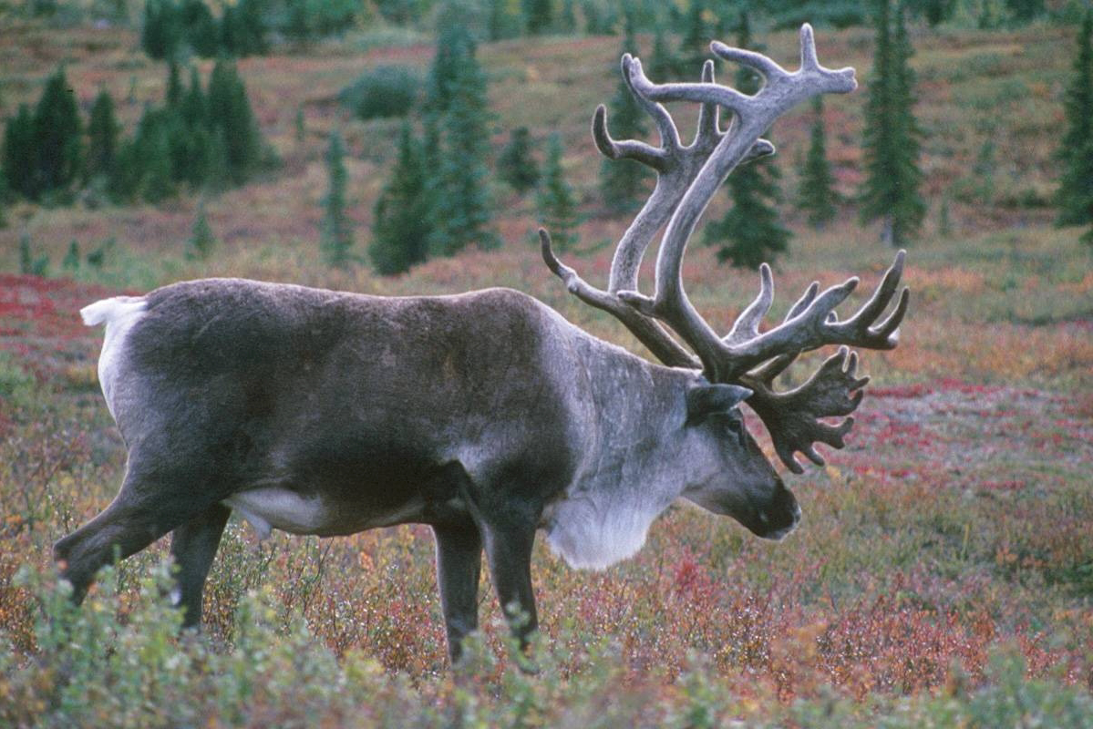 Meeting Notice for 2026 Subsistence Caribou Hunt for Igiugig and Kokhanok Residents