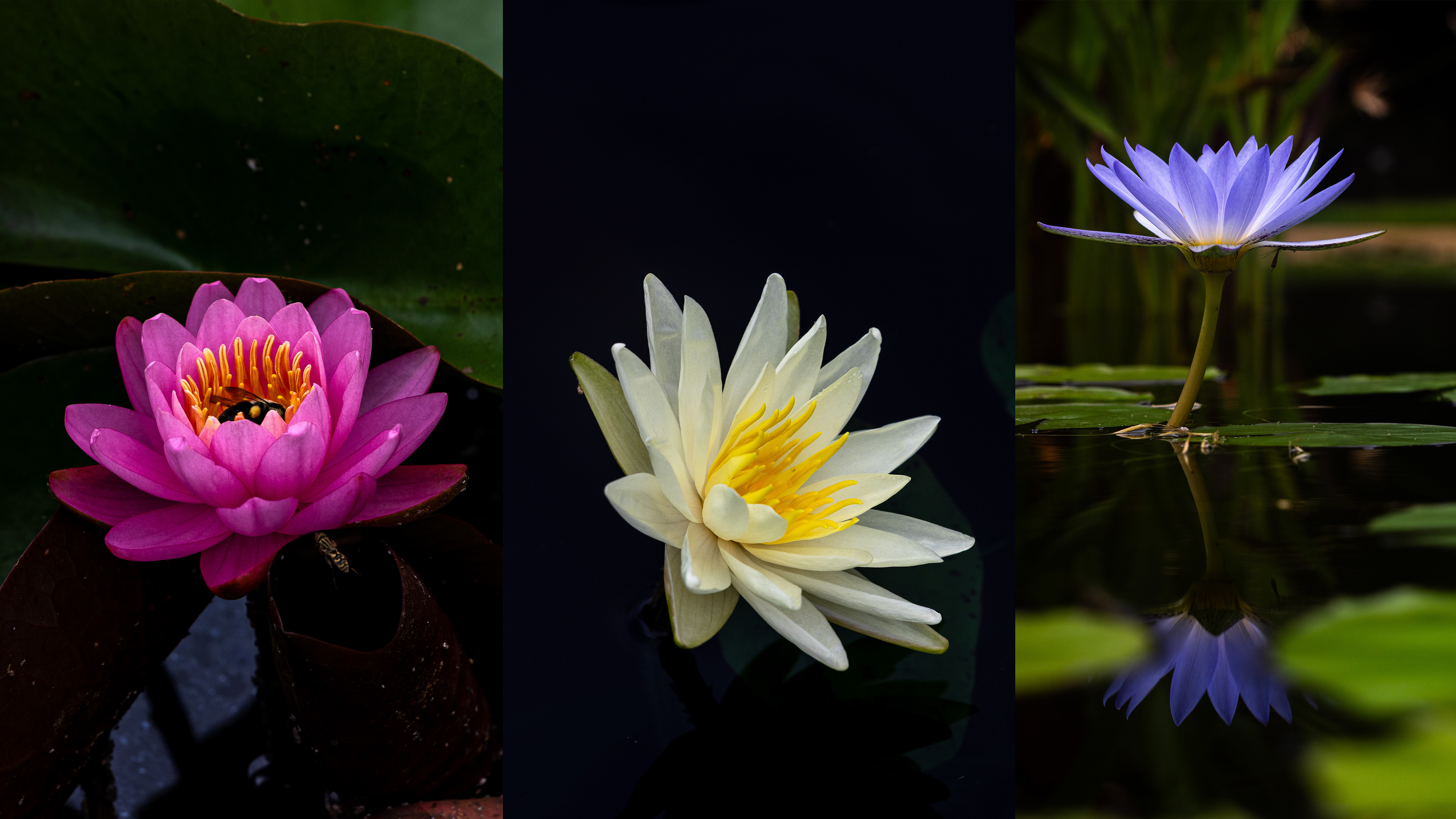 Step Into a World of Lotus, Lilies, and Culture at Kenilworth Aquatic Gardens July 18 and 19