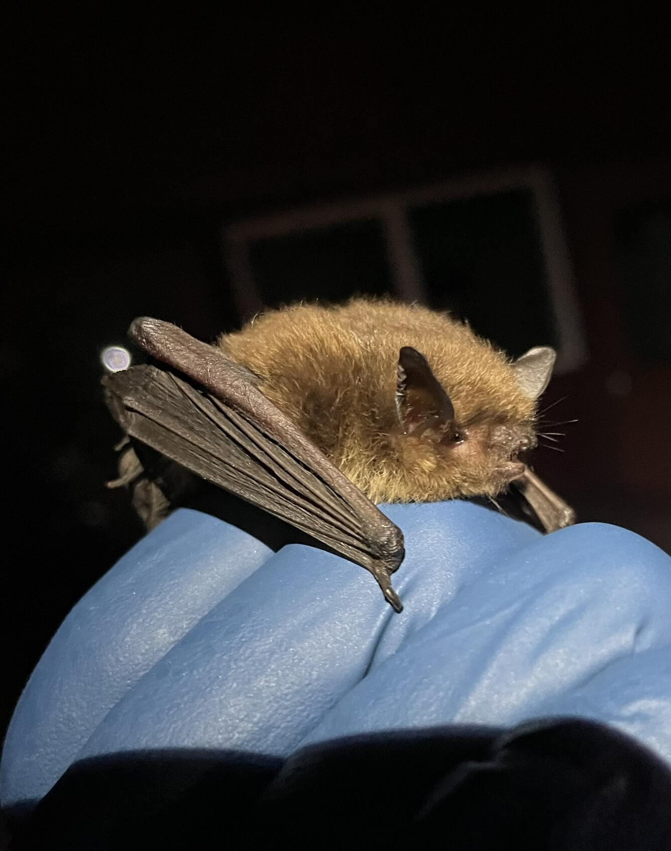 Fungus that causes white-nose syndrome in bats detected for first time in Oregon