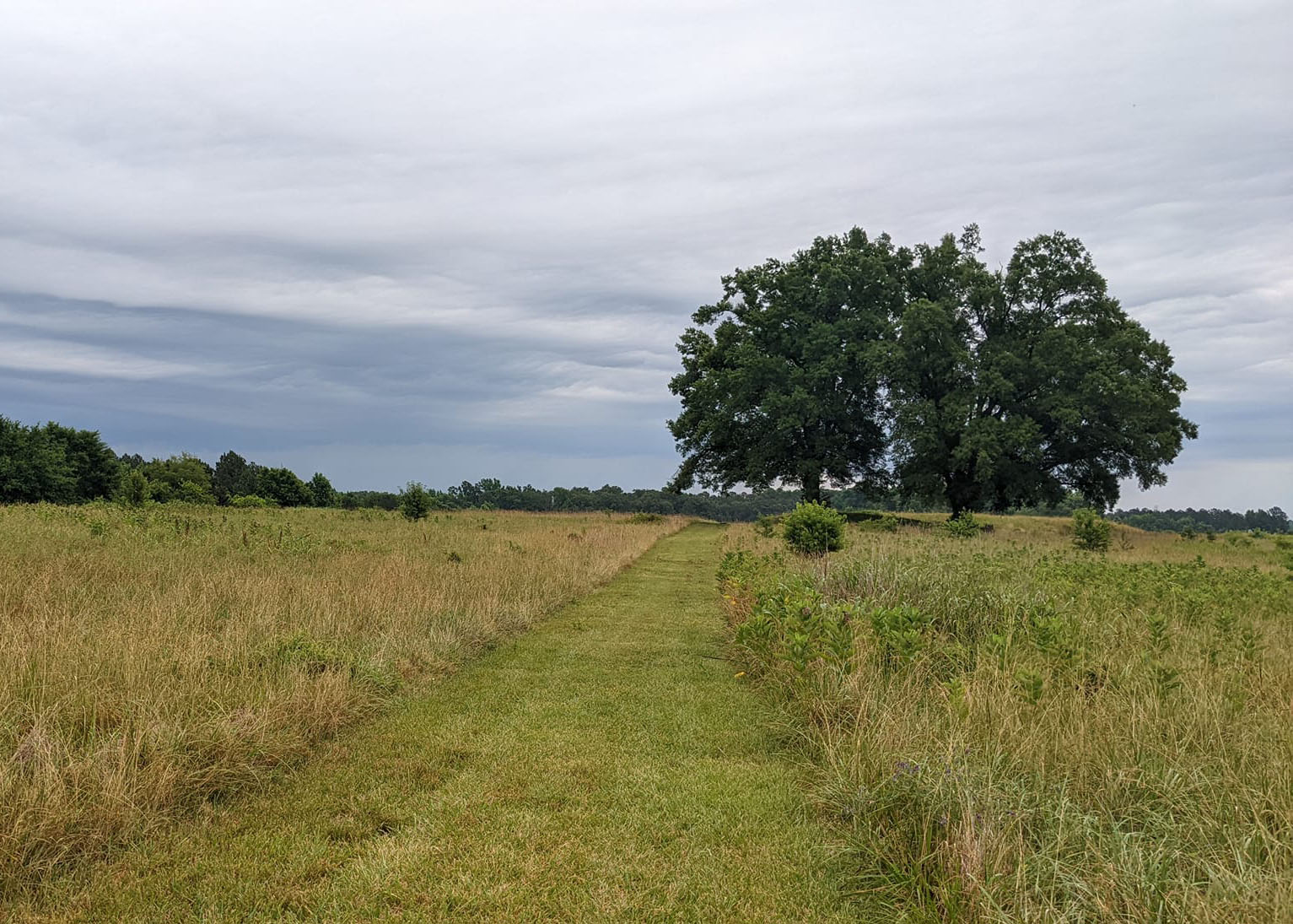 Grassland Restoration at Petersburg National Battlefield