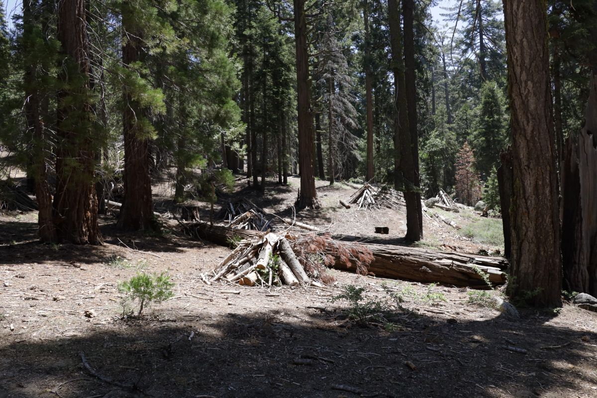 Prescribed Burning in Grant Grove Scheduled to Begin October 13