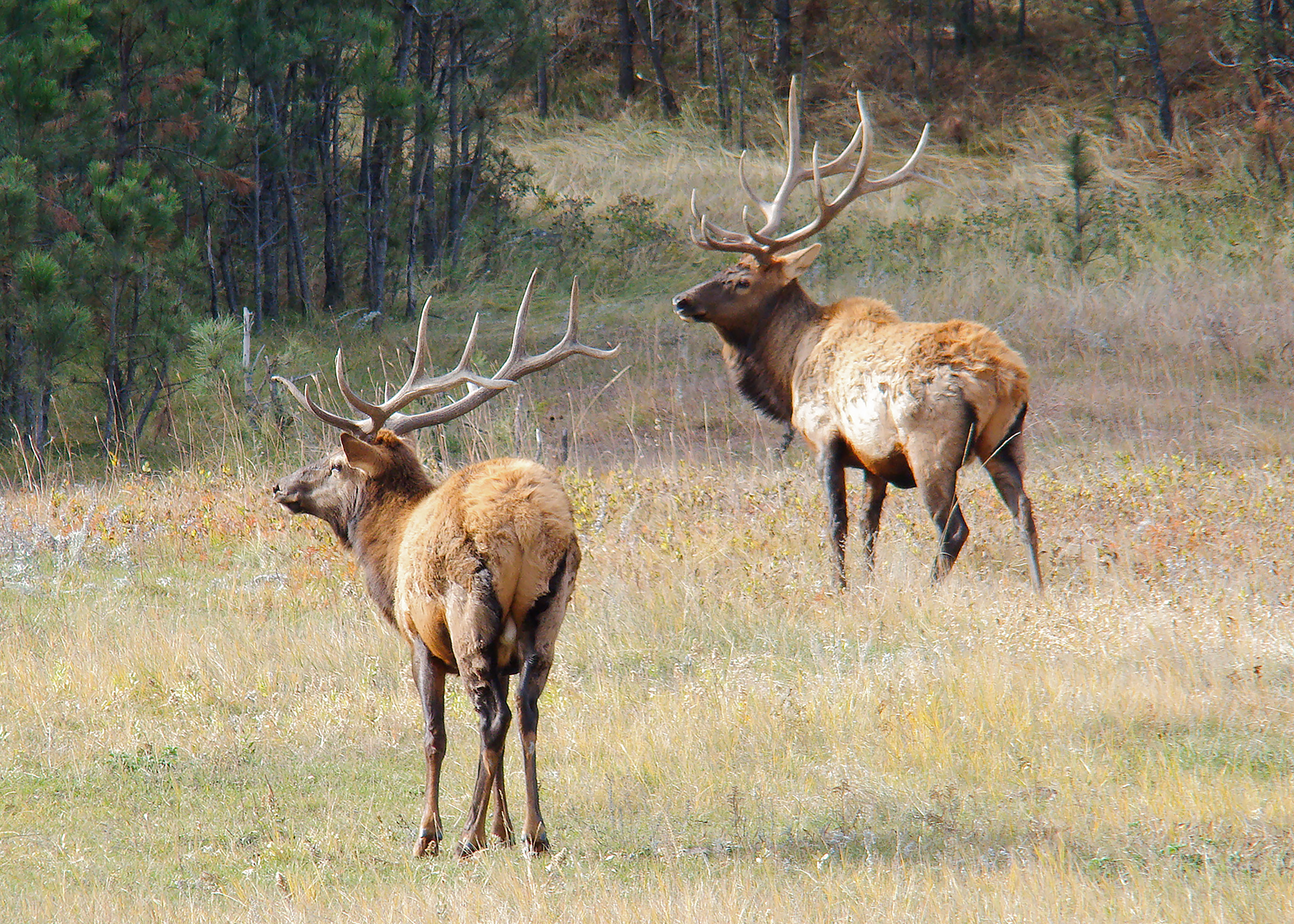 Elk Bugling Programs and Cave Tours Offered This Fall at Wind Cave National Park
