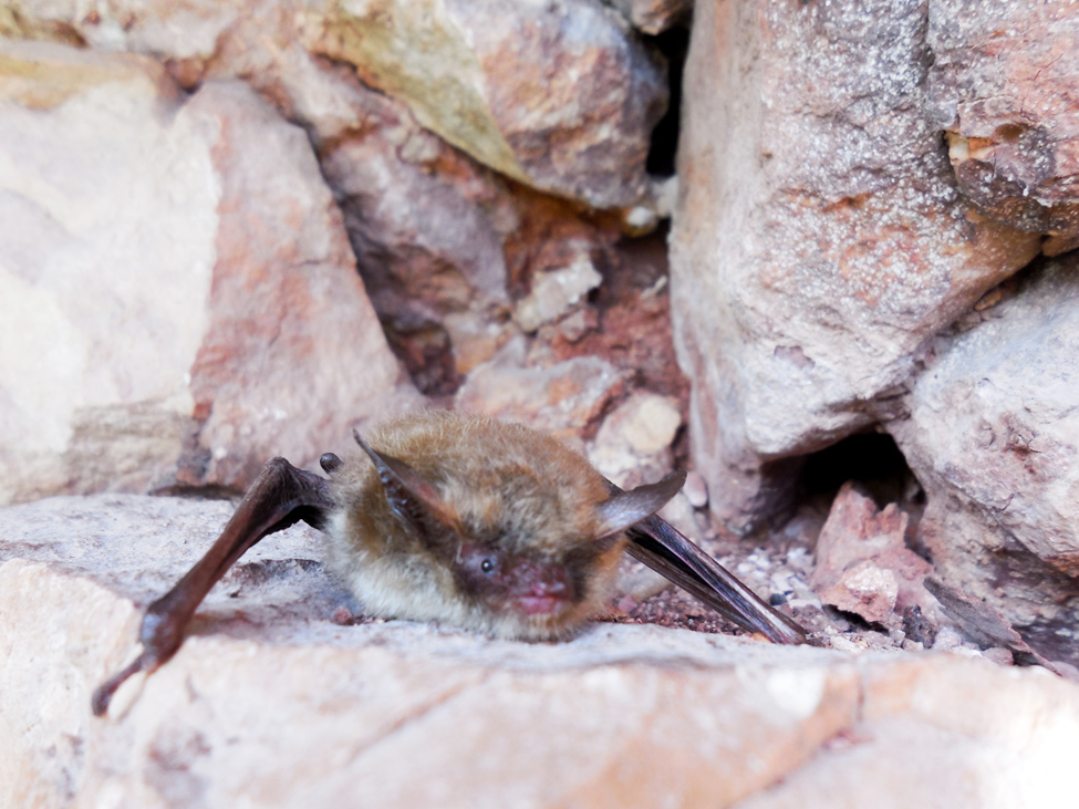 Three Bats Test Positive for Rabies at Wind Cave National Park