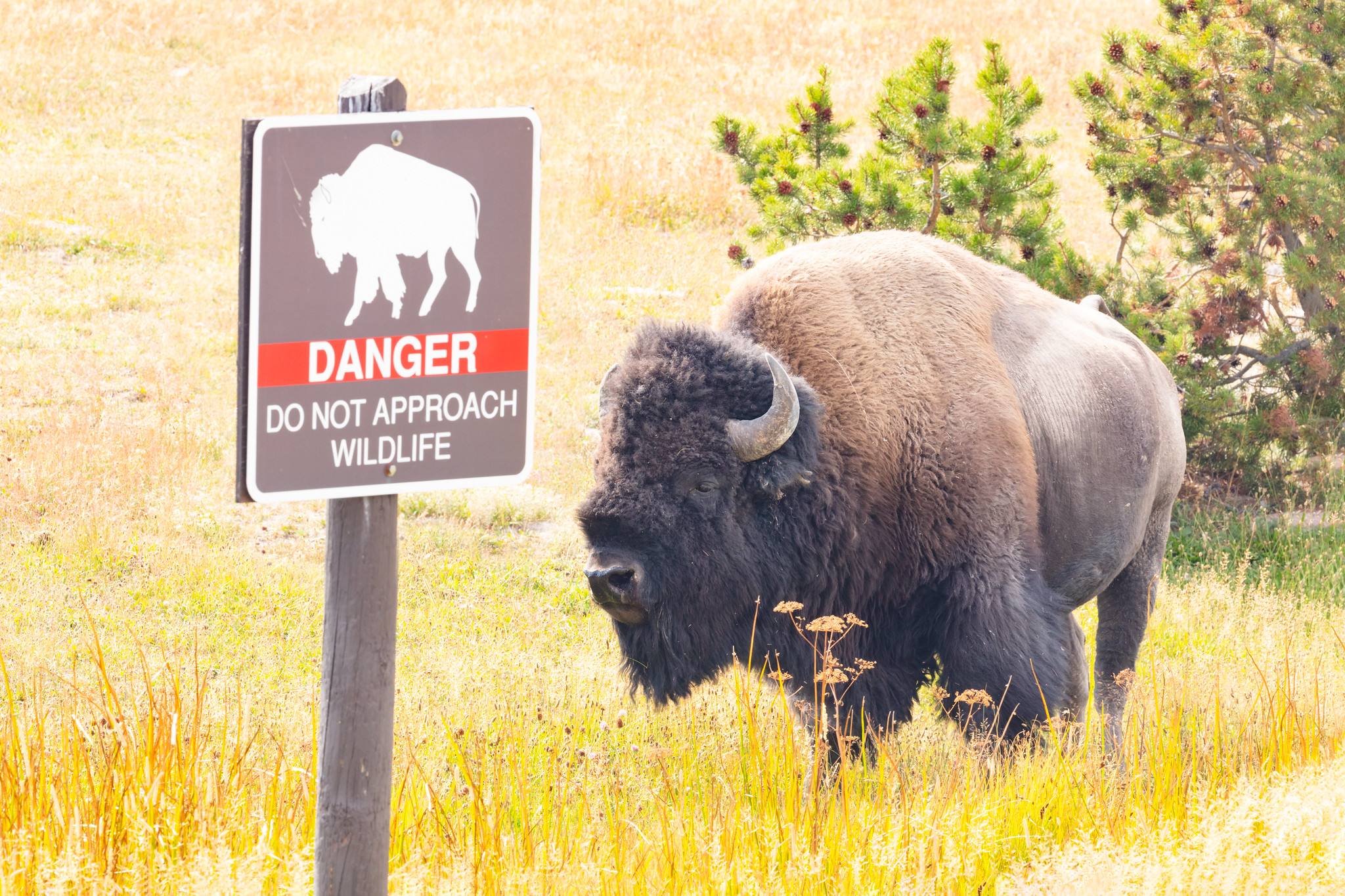 Yellowstone visitor injured by bison encounter