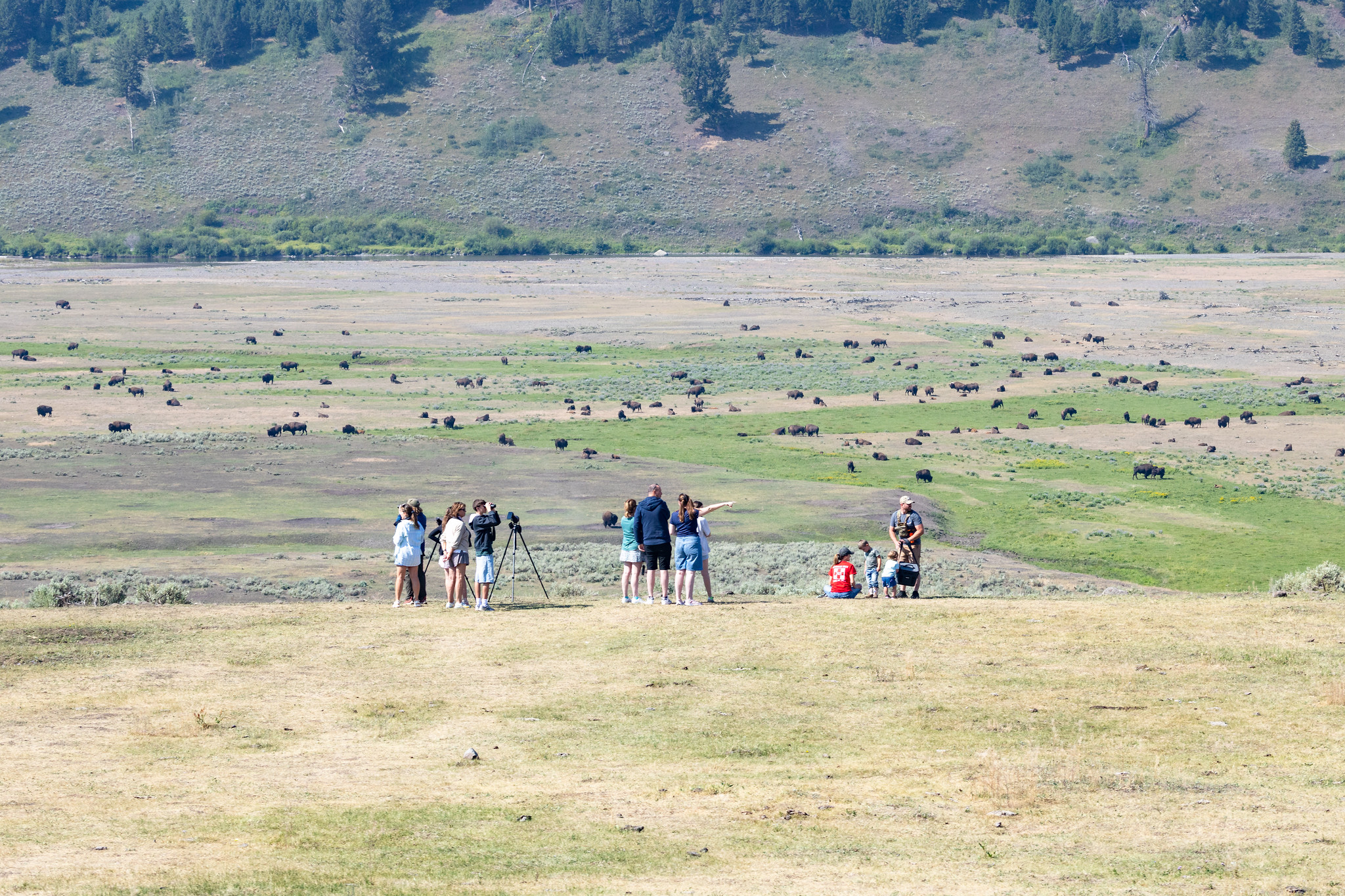 Yellowstone visitation statistics for July 2026