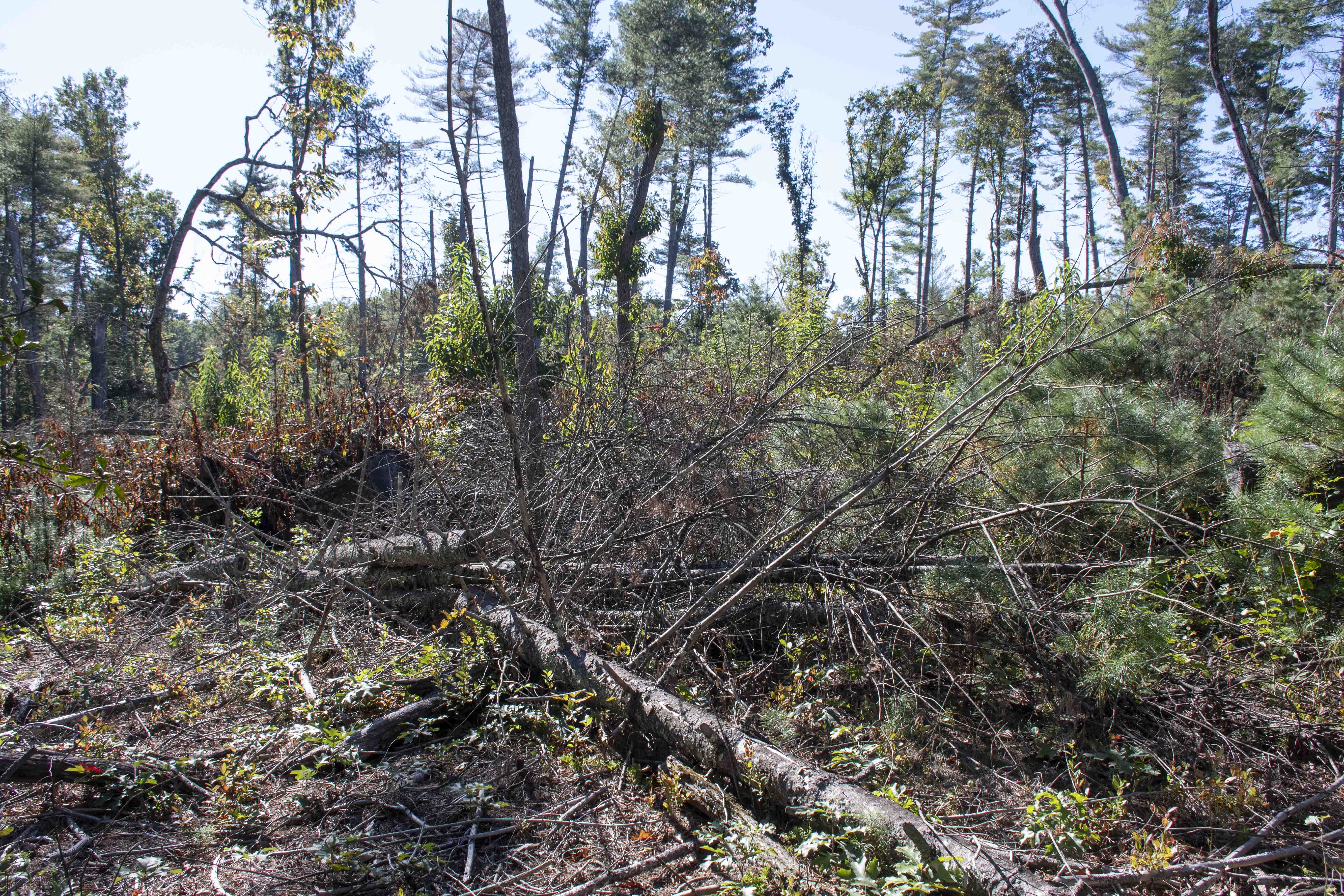 National Park Service to Implement Wildfire Risk Reduction Efforts in Areas of the Blue Ridge Parkway Damaged by Hurricane Helene