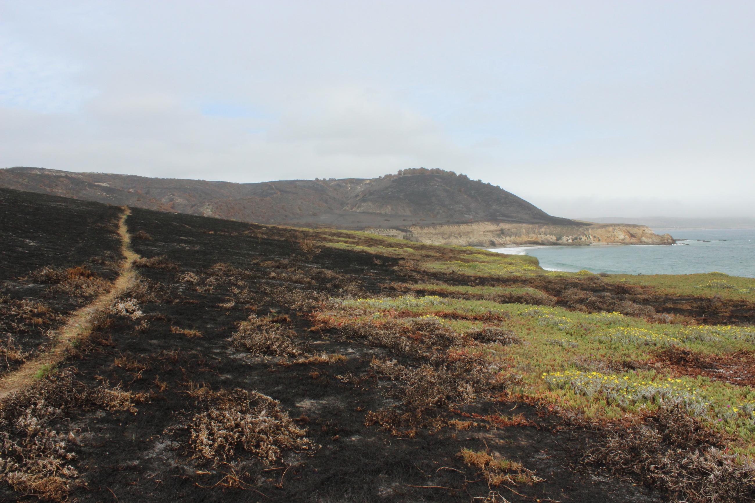 Channel Islands National Park Announces Limited Reopening of Santa Rosa Island Day Use Beginning July 1