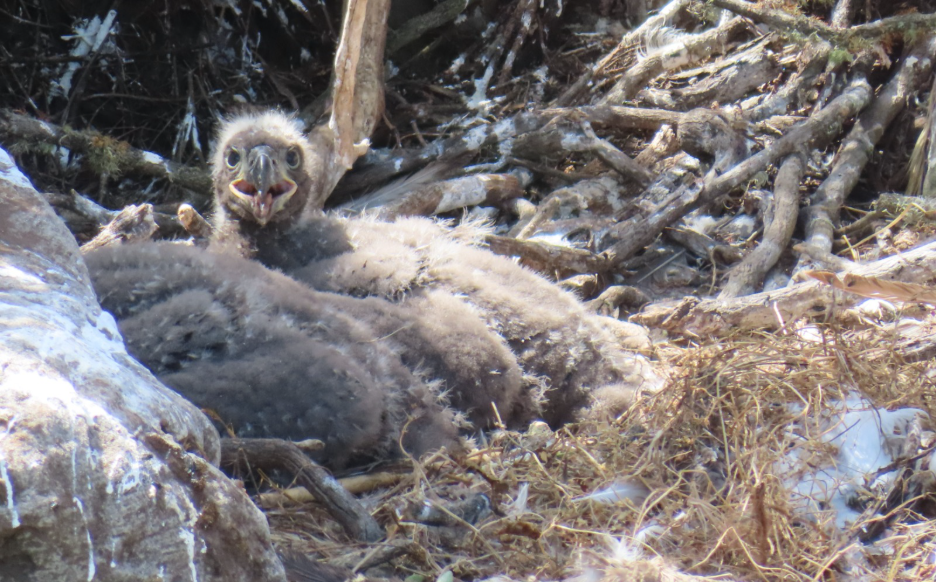Bald Eagles Continue Recovery at Channel Islands National Park