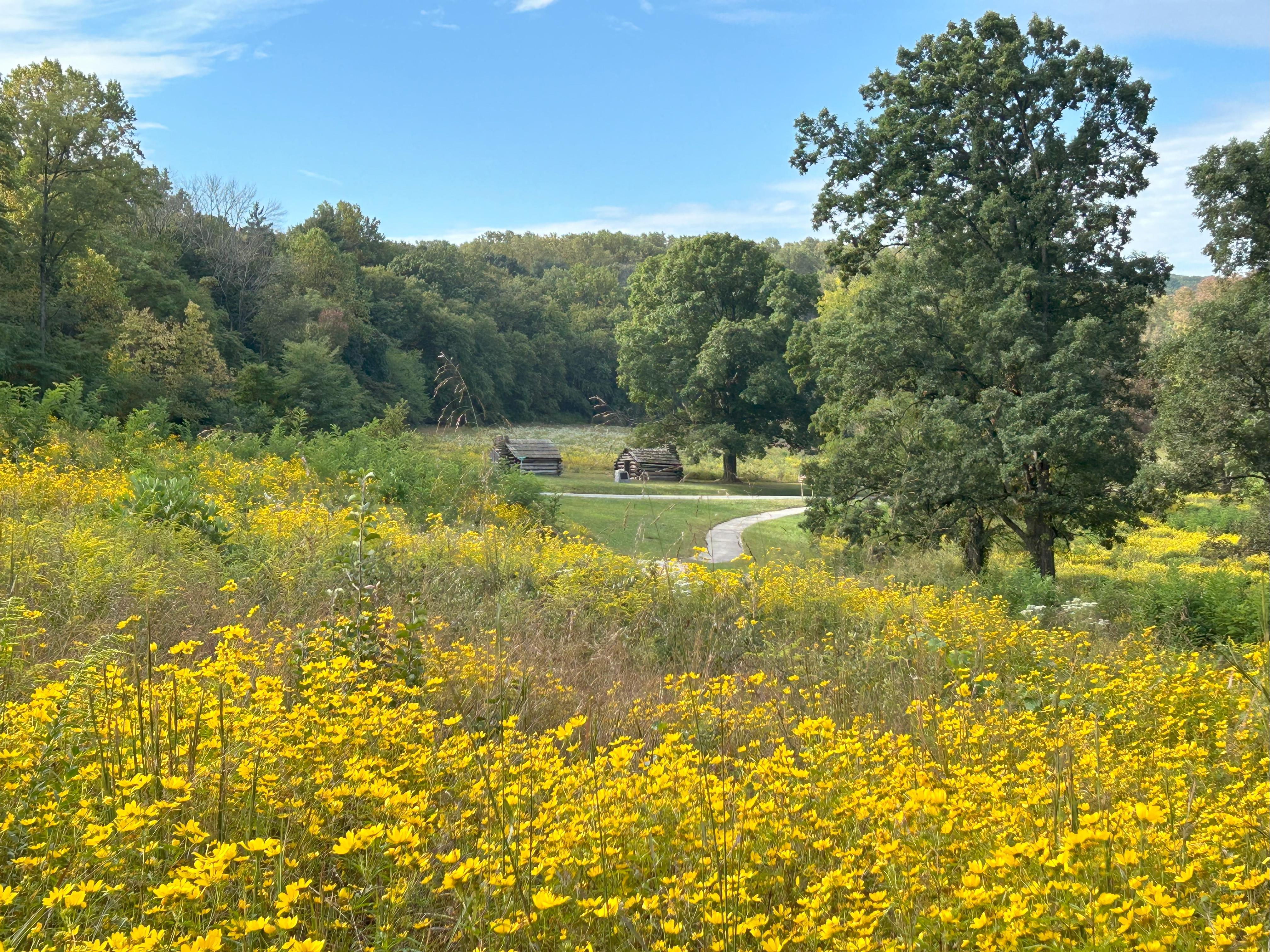 Field of yellow flowers in the foreground with two log huts and a paved trail in the middle distance