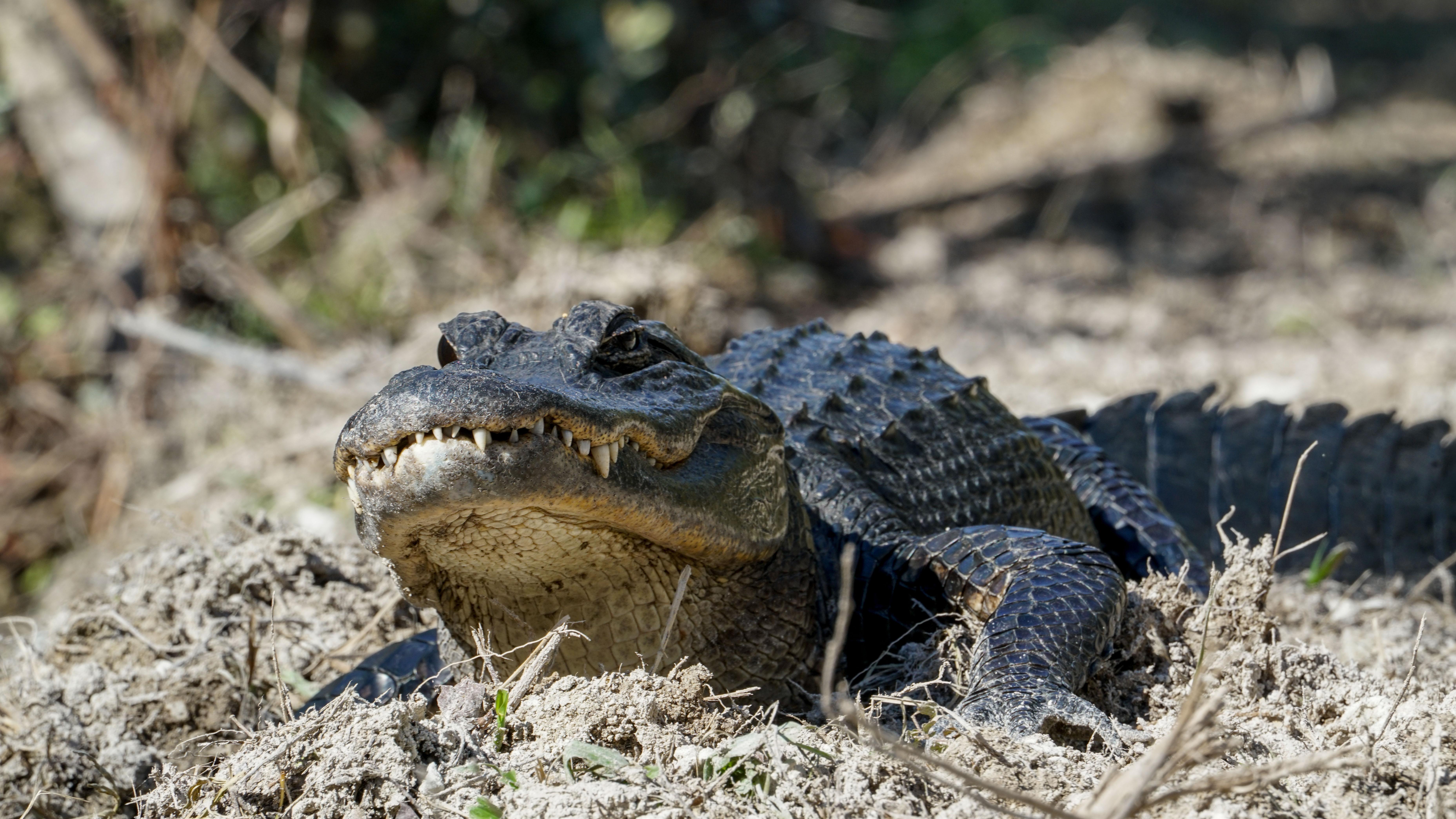 Big Cypress National Preserve