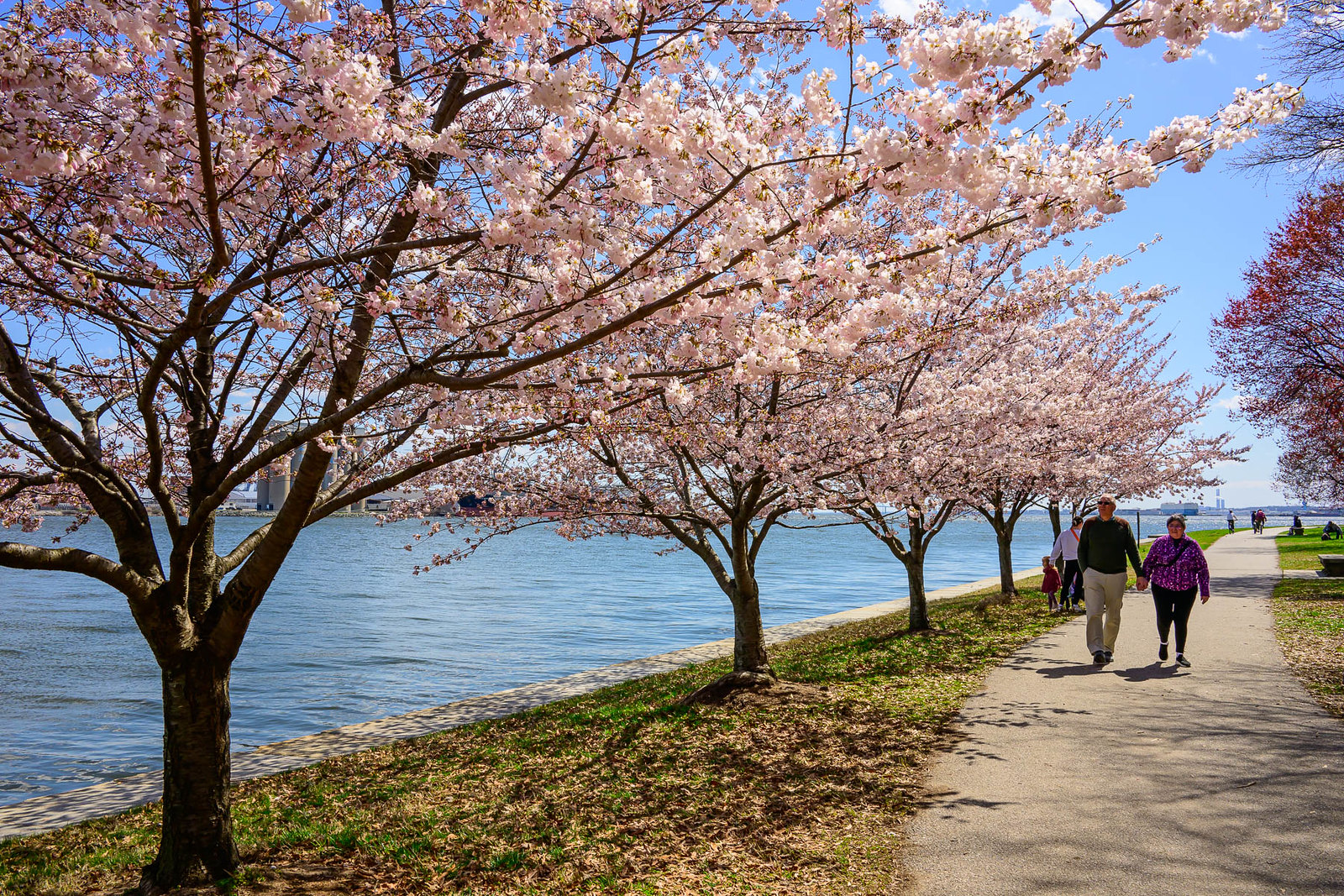 Fort McHenry Celebrates Cherry Blossoms’ Peak Bloom—and how Baltimore Blossoms with Places to Explore
