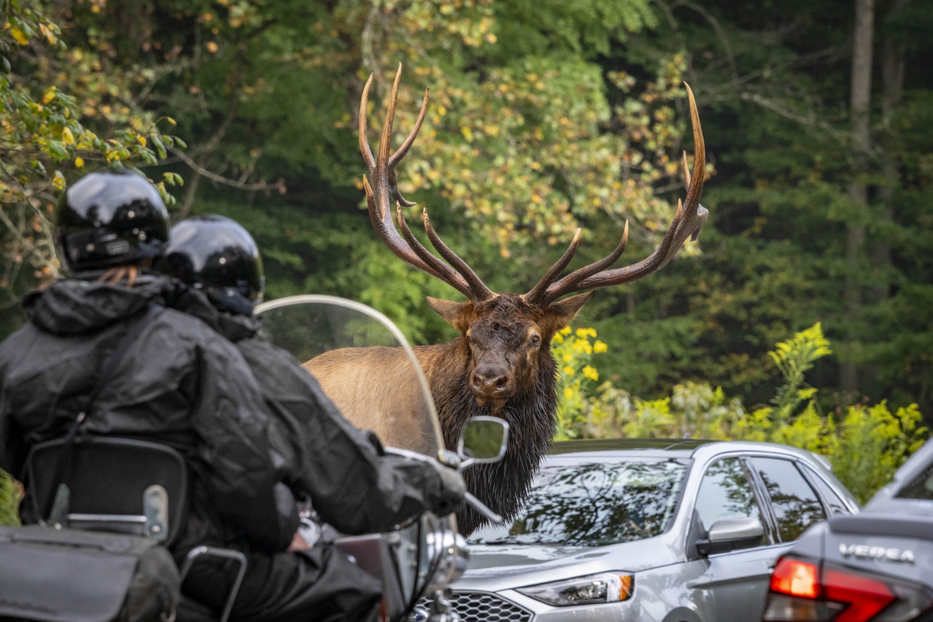 Great Smoky Mountains National Park Reminds Visitors: Approaching Elk is Both Dangerous and Illegal