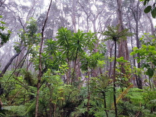 Kahuku Unit Site Management Plan and Environmental Assessment Open for Comment