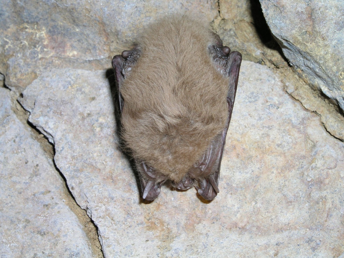 Bat tests positive for rabies at Jewel Cave National Monument