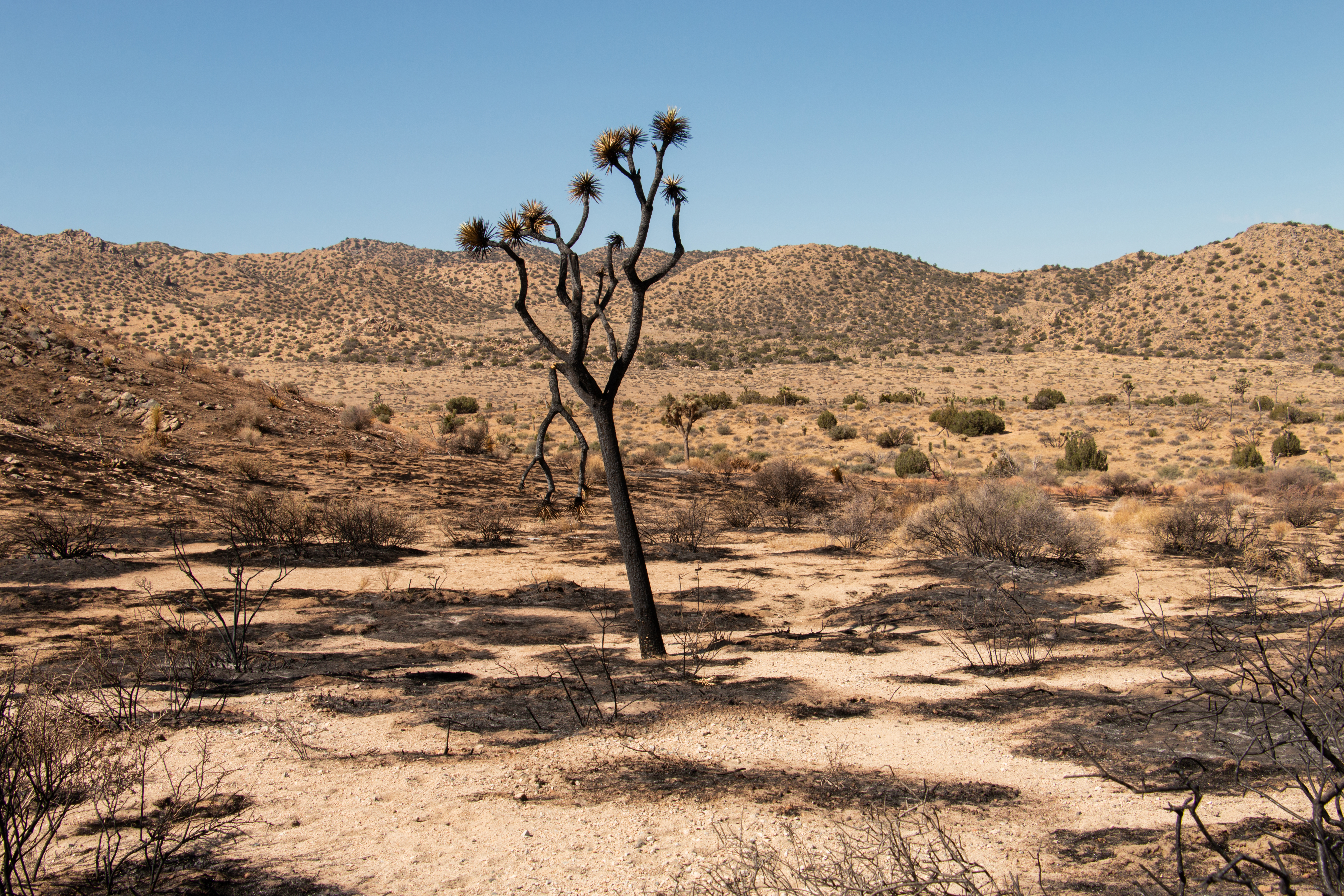 Joshua Tree National Park Implements Fire Restrictions Beginning June 15