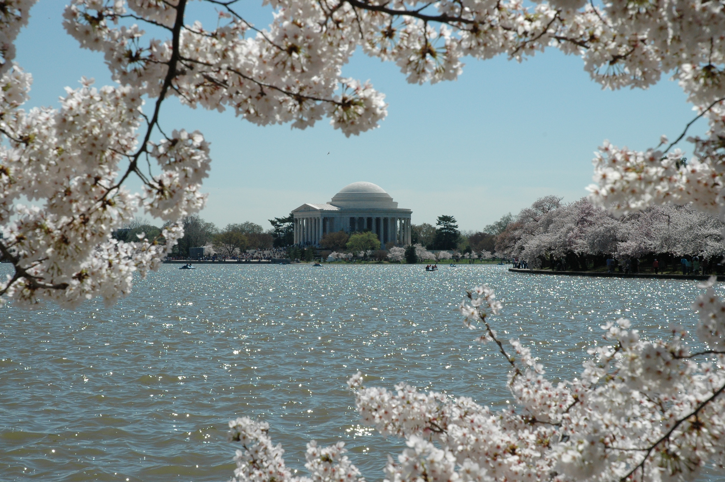 The National Park Service Announces 2026 Cherry Blossom Peak Bloom Forecast as Nation Prepares for America’s 250th Anniversary