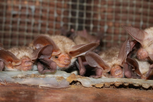 White Sands National Park seeks to contact visitor who handled dead bat